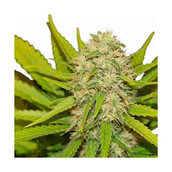 Skunk XL FeminizadaRoyal Queen Seeds