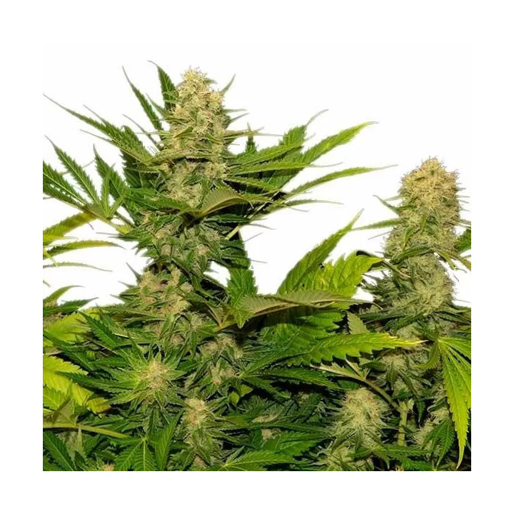 Skunk XL FeminizadaRoyal Queen Seeds