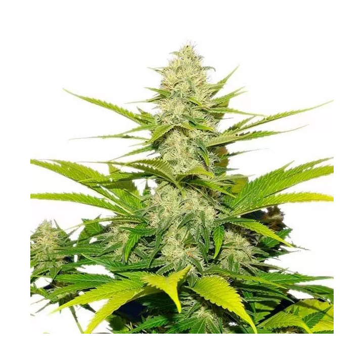 Skunk XL FeminizadaRoyal Queen Seeds