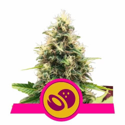 SOMANGO XL