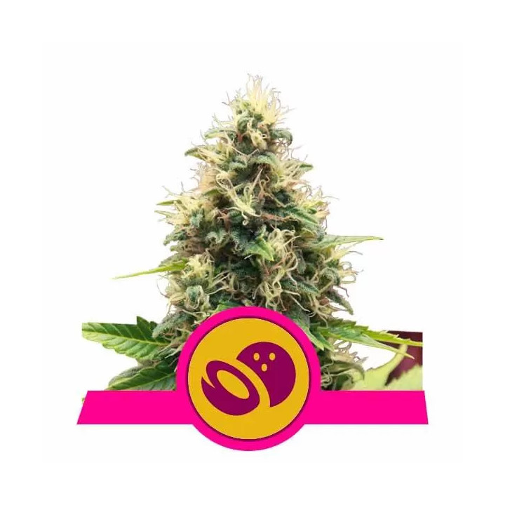 Somango XL FeminizadaRoyal Queen Seeds