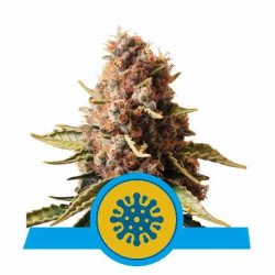Euphoria CBD
