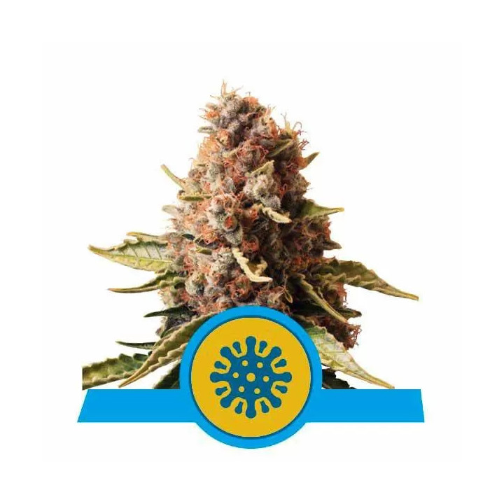 Euphoria CBD FeminizadaRoyal Queen Seeds