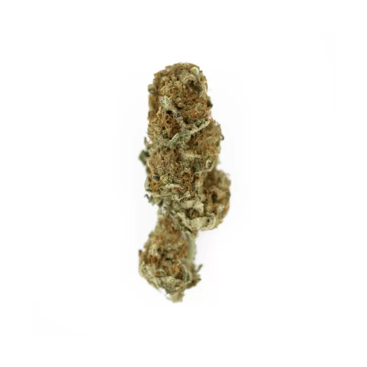 Euphoria CBD FeminizadaRoyal Queen Seeds