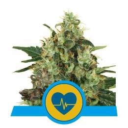  Medical Mass CBD Feminizada【Royal Queen Seeds】