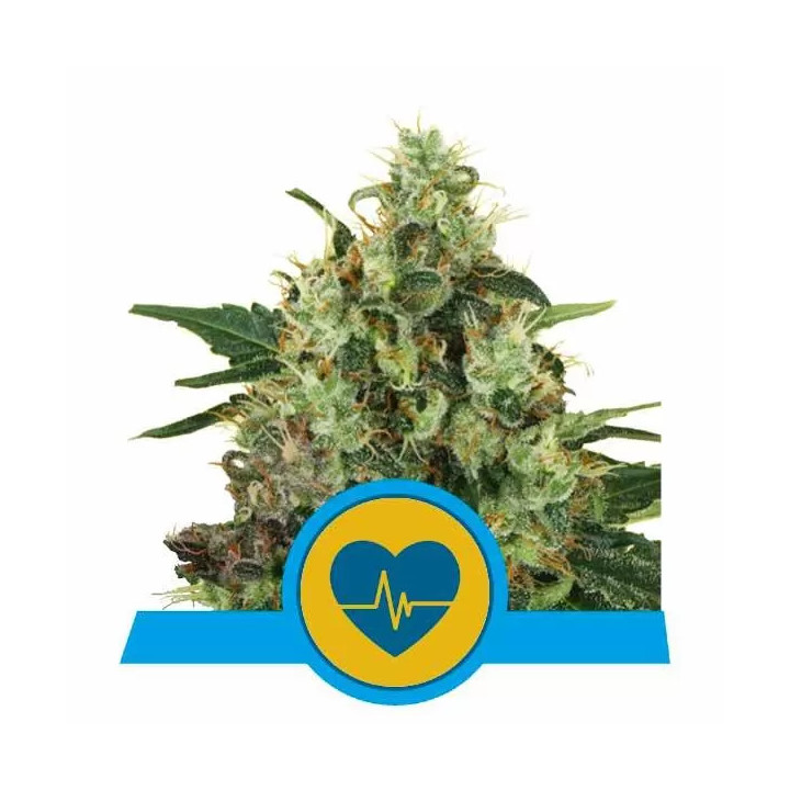 Medical Mass CBD FeminizadaRoyal Queen Seeds