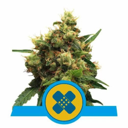 Painkiller XL CBD Feminizada【Royal Queen Seeds】