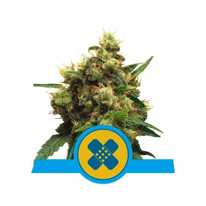 Painkiller XL CBD FeminizadaRoyal Queen Seeds