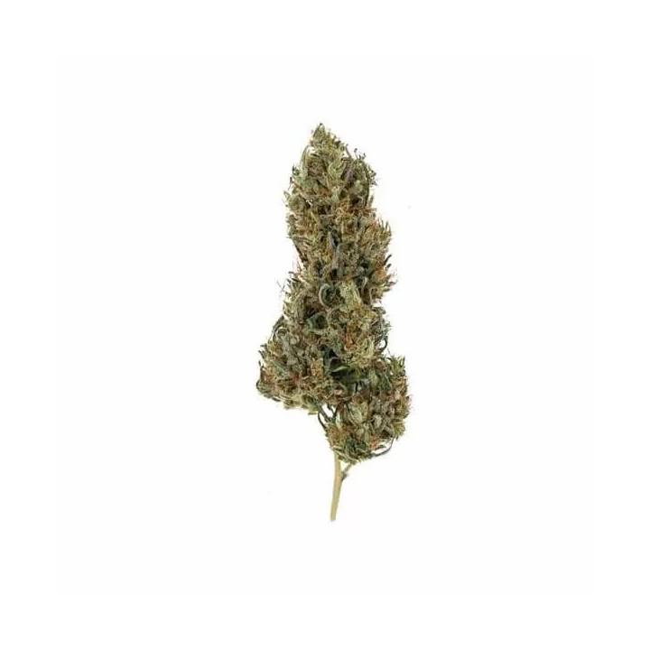 Painkiller XL CBD FeminizadaRoyal Queen Seeds