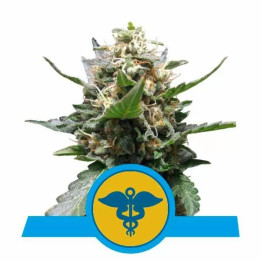  Royal Medic CBD Feminizada【Royal Queen Seeds】
