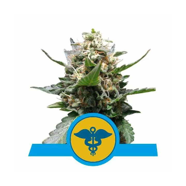 Royal Medic CBD FeminizadaRoyal Queen Seeds