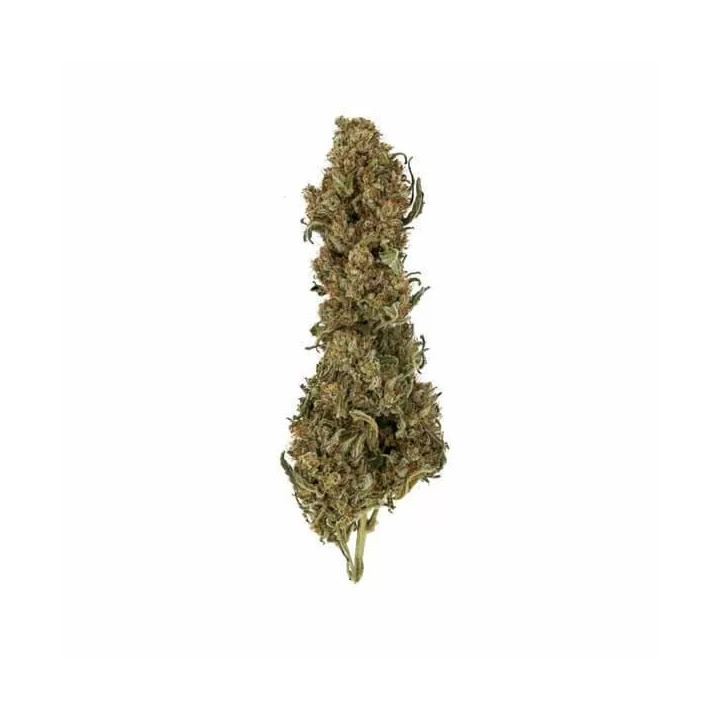 Royal Medic CBD FeminizadaRoyal Queen Seeds