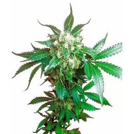  Black Domina Feminizada 【Sensi Seeds】