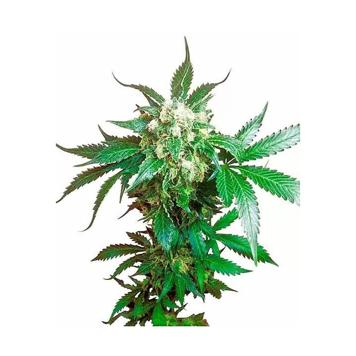 Black Domina Feminizada Sensi Seeds