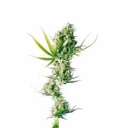  Durban Feminizada 【Sensi Seeds】