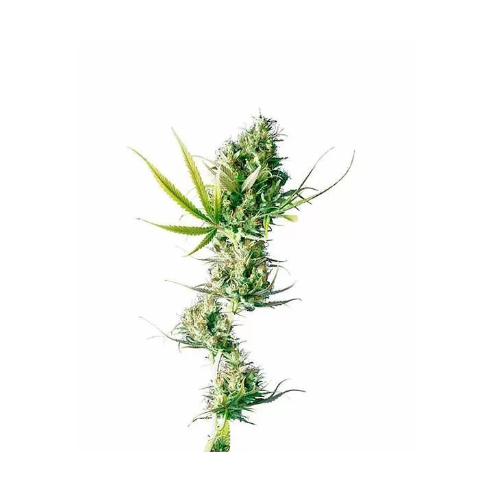 Durban Feminizada Sensi Seeds