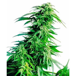 Hindu Kush