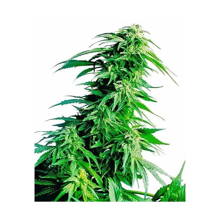 Hindu Kush Feminizada Sensi Seeds