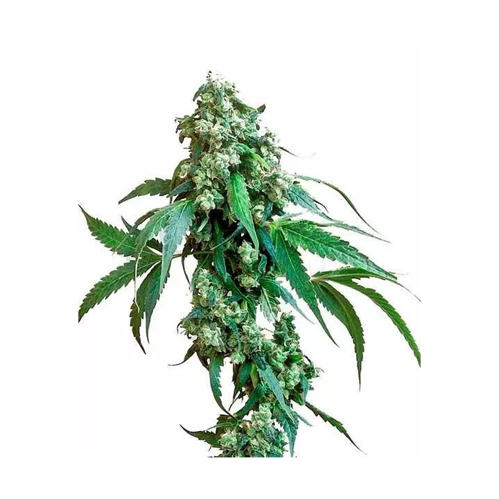 Jack Flash 5 Feminizada Sensi Seeds