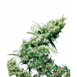 Jamaican Pearl Feminizada 【Sensi Seeds】