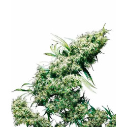 JAMAICAN PEARL