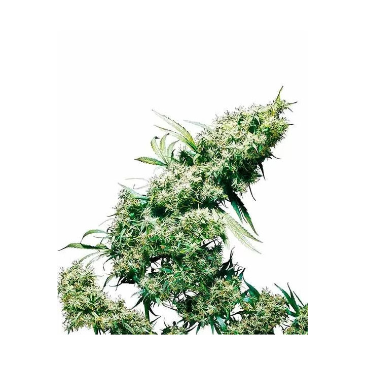 Jamaican Pearl Feminizada Sensi Seeds