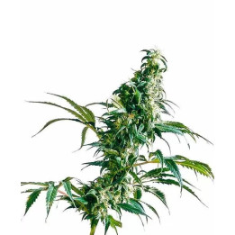  Mexican Sativa Feminizada 【Sensi Seeds】