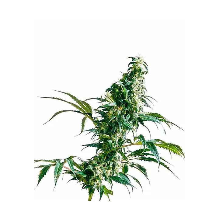 Mexican Sativa Feminizada Sensi Seeds