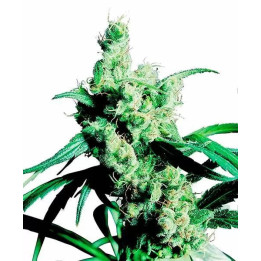  Silver Haze #9 Feminizada 【Sensi Seeds】