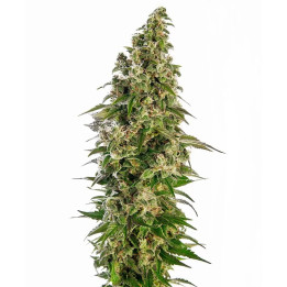  Afghani #1 Auto【Sensi Seeds Autofloreciente】