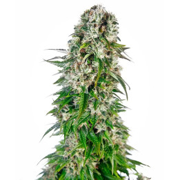  Big Bud Auto【Sensi Seeds Autofloreciente】