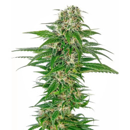  Early Skunk Auto【Sensi Seeds Autofloreciente】