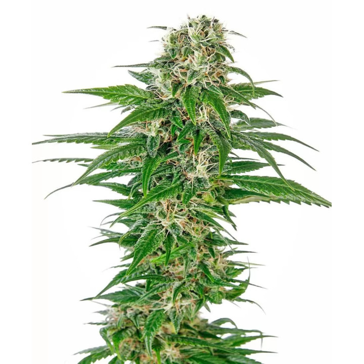 Early Skunk AutoSensi Seeds Autofloreciente
