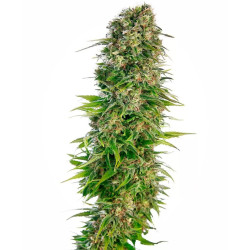 Hindu Kush Auto