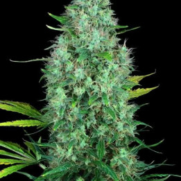  Serious #6 Feminizada【Serious Seeds】