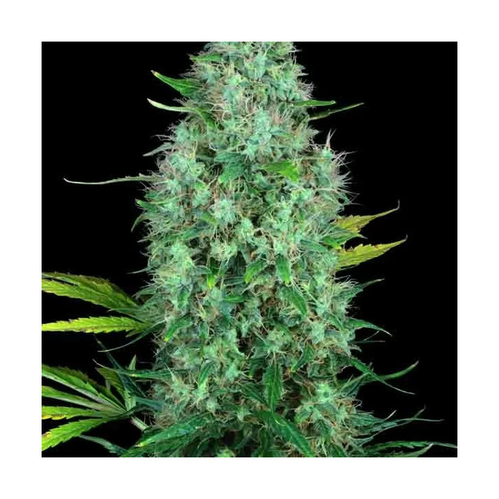  Serious #6 Feminizada【Serious Seeds】