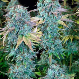  Serious Happiness Feminizada【Serious Seeds】