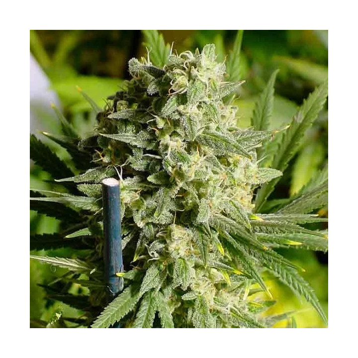 Double Dutch FeminizadaSerious Seeds