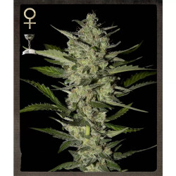 FLOWERBOMB KUSH