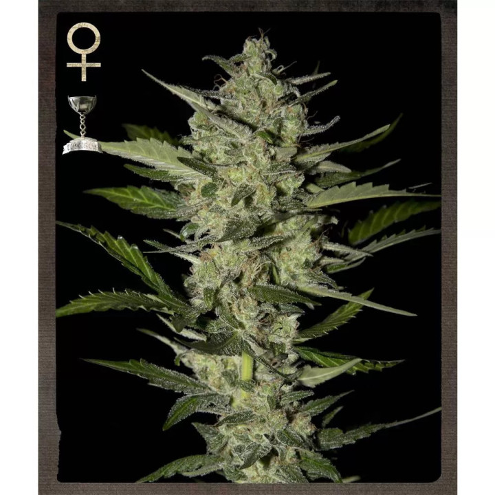 FlowerBomb Kush FeminizadaStrain Hunters
