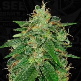 S.A.G.E. FeminizadaT.H. Seeds