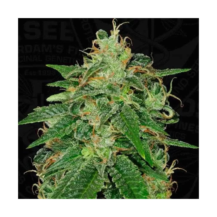 S.A.G.E. FeminizadaT.H. Seeds
