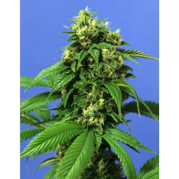  Wreckage Feminizada【T.H. Seeds】