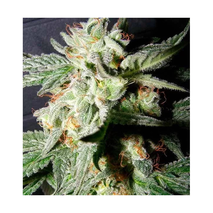 Confidencial Medicine Feminizada00 Seeds Bank