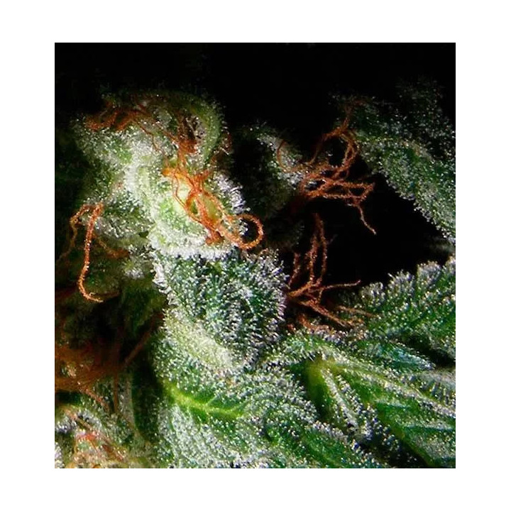 Confidencial Medicine Feminizada00 Seeds Bank