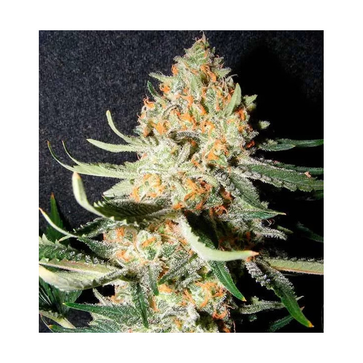 Exotic Kush Feminizada00 Seeds Bank