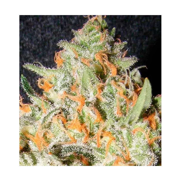 Exotic Kush Feminizada00 Seeds Bank