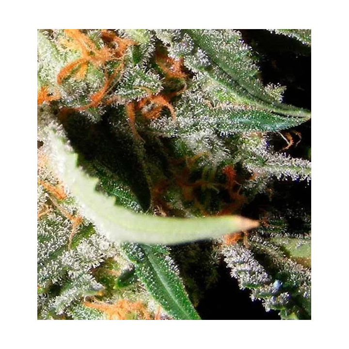 Exotic Kush Feminizada00 Seeds Bank