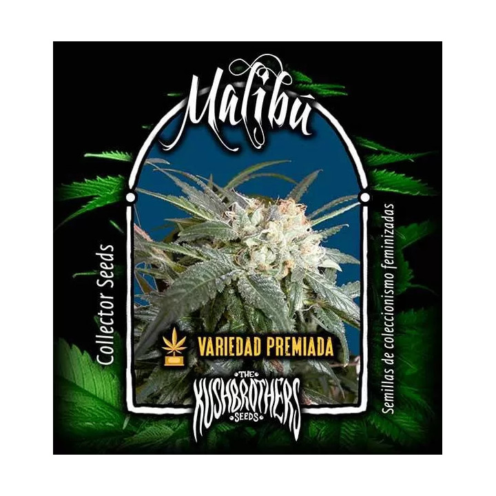  Malibu Feminizada【00 Seeds Bank】