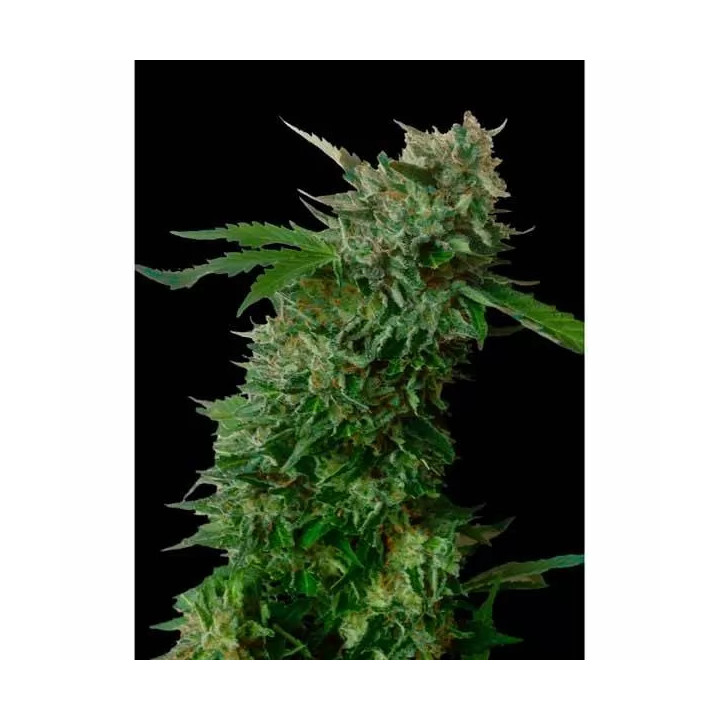  Amnesia VIP Feminizada【Vip Seeds】